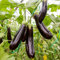 Aubergine Early Long Purple 3 Samen für ca. 20 Pflanzen - 20 cm lange und violette Früchte