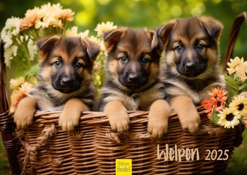Edition Seidel Premium Kalender Welpen 2025 Format DIN A3 Wandkalender Hundekalender Hund Welpe Tierkinder Hunderasse Haustier