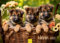 Edition Seidel Premium Kalender Welpen 2025 Format DIN A3 Wandkalender Hundekalender Hund Welpe Tierkinder Hunderasse Haustier