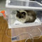 Nebulizador para Mascotas Nido Nebulizador Plegable para Mascotas, Cámara de Oxígeno con Atomización de Doble Orificio para Perros y Gatos, Tienda de Campaña Médica Portátil para Animales en El Hogar(