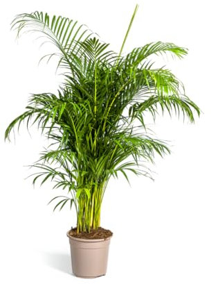 Dypsis lutescens - Areca-palm - Guldpalm - 150-170cm - Ø27cm - Krukväxt - Vintergrön