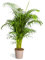 Dypsis lutescens - Palmier Areca - Palmier doré - 150-170cm - Ø27cm - Plante d'intérieur - Vert persistant
