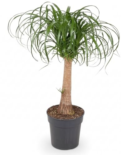 Fresh Plants - Nolina - Patte d'éléphant XXL - pot Ø 24 cm - hauteur 90 cm