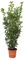KENTIS - Set di Laurus Nobilis - Pianta di Alloro - Piante da Esterno Sempreverdi - H 125-150cm Vaso Ø 24 cm