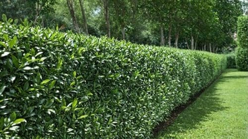 10 Kirschlorbeer „Caucasica“ 60-100cm Heckenpflanzen Prunus Heckenpflanze im großen Topf XXL Bewährte, normalwachsende Kirschlorbeer-Sorte, Forsthart, immergrün ✓