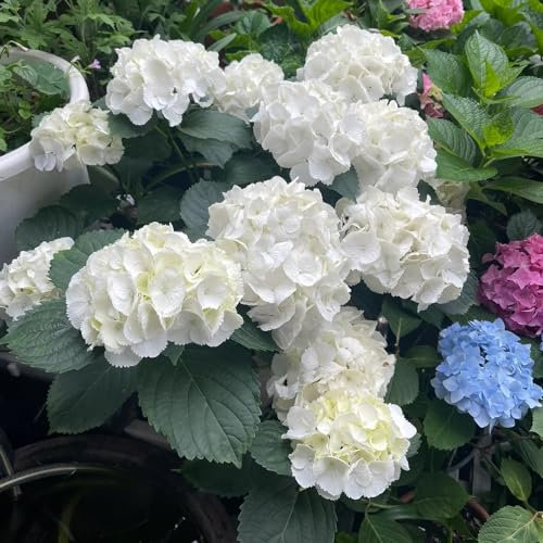 20 pz semi resistenti di ortensia, ortensia, aiuola, piante da giardino rocciose resistenti (Ortensia macrophylla) fiori di campo, piante perenni resistenti Semi di copertura del terreno,