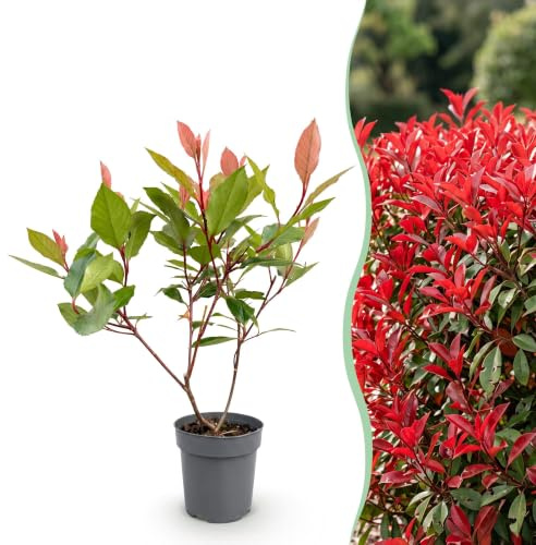 Green boutiQ - 16x Photinia fraseri Little Red Robin - Glanzmispel - Heckenpflanzen - Immergrün - Rot - Topf 9cm - Höhe 25-35cm