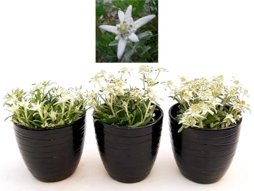 POWERS TO FLOWERS - STELLA ALPINA 3 PIANTE, VASO 13CM, piante vere