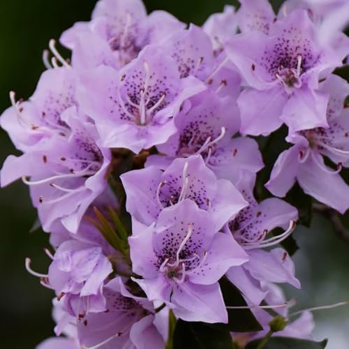 Azalee Winterhart Samen, azalee winterhart, Rhododendron Pflanze Winterhart, wohnzimmer deko, pflanzensamen winterharte pflanzen für balkon alte sorten saatgut winterharte 500pcs