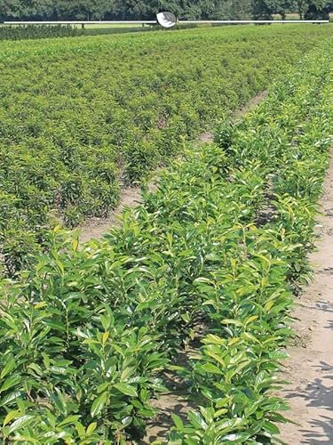 Kirschlorbeer Prunus Genolia 140-160 cm IM TOPF. 10 St. Kirschlorbeer Hecke