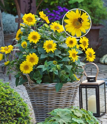 BALDUR Garten 3x Winterharte Sonnenblume SunCatcher®, im 13x13 cm-Topf | Helianthus Pflanze, winterharte Stauden-Sonnenblume, mehrjährig, blühend, Schnittblume, Blickfang, Sonne