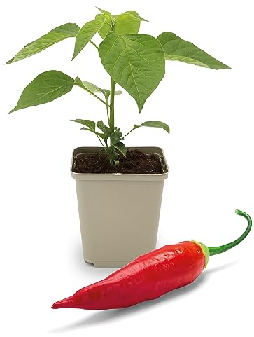 FLORTUS Chili Pflanzen im Topf Aji Cristal | 1 Pflanze zur Chili Anzucht | Pflanze für scharfe Chili Schoten | Chili Samen Alternative
