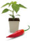 FLORTUS Chili Pflanzen im Topf Aji Cristal | 1 Pflanze zur Chili Anzucht | Pflanze für scharfe Chili Schoten | Chili Samen Alternative