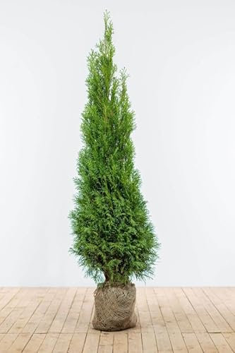 Lebensbaum ‚Smaragd‘ – Thuja occidentalis – Heckenpflanze – Auswahl der Höhe 60–225 cm – immergrün & robust – ideal für dichte Hecken und Sichtschutz (Variante160-180cm)
