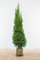 Lebensbaum ‚Smaragd‘ – Thuja occidentalis – Heckenpflanze – Auswahl der Höhe 60–225 cm – immergrün & robust – ideal für dichte Hecken und Sichtschutz (Variante160-180cm)
