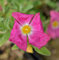 Taurische Zistrose - Cistus incanus