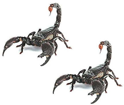 2 Stück Skorpion Autoaufkleber, 3D Skorpion Spinne Tier Aufkleber Personalisierte Aufkleber Scary Skorpion Aufkleber PVC Klebstoff Emblem Aufkleber Wasserdicht Auto Aufkleber Trim Dekoration
