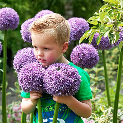 Allium Gladiator (confezione da 5 pezzi), porro gigante ornamentale Giganteum, perenne, bulbi profumati resistenti all'inverno dall'Olanda per giardino, vaso (bulbi grandi, senza semi)