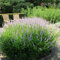 Veronicastrum virginicum/Kandelaber-Ehrenpreis