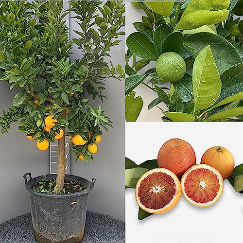 Planta de naranjo SAVINI VIVAI, árbol de cítricos Tarocco Sanguinello Naranja en maceta de 50 cm altura 180-200 cm 8-10 años de injerto, fabricado en Italia