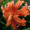 Lilien zwiebeln winterhart mehrjährig mix - Orientalische Lilienzwiebeln - Seltene Lilienknollen-6zwiebeln-E