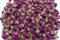 Dried Herbal Tea Purple Rose Petals Rose buds 玫瑰花乾 Free worldwide AIR MAI (250 grams)