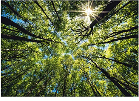 WallArena - Vlies Fototapete Baumkronen Bäume Wald Sonne Himmel Natur 416x254 cm - Fototapeten - Tapeten - für Wohnzimmer Schlafzimmer - Vliestapete Wandtapete Tapete 3D Effekt- inkl. Kleister
