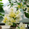 300 pcs bougainvillea samen - hochbeet, winterharte stauden für pralle sonne stauden winterhart mehrjährig, kübelpflanzen winterhart hochbeet balkon, stauden winterhart blumenwiese