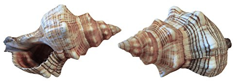 Kaltner Präsente Geschenkidee - Muschel Fasciolaria Trapezium Trapez Bandschnecke Meeresschnecke 13 bis 14 cm groß Set 2 Stück