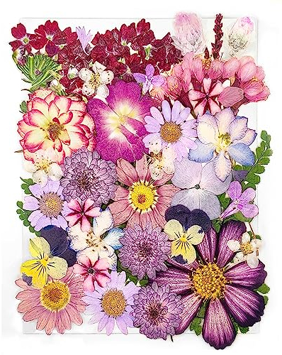 37pcs Fleurs Séchées Pressées Violet pour Les Moules en résine, YoothBro Fleurs Séchées Pressées en Couleur Vraie pour Art Crafts à Faire soi-même, Fabrication de Bougies, Décoration des Ongles