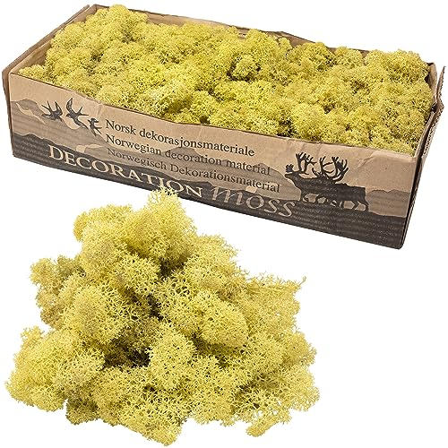 FLOWERBOX Cartón de musgo islandés verde envejecido, 500 g