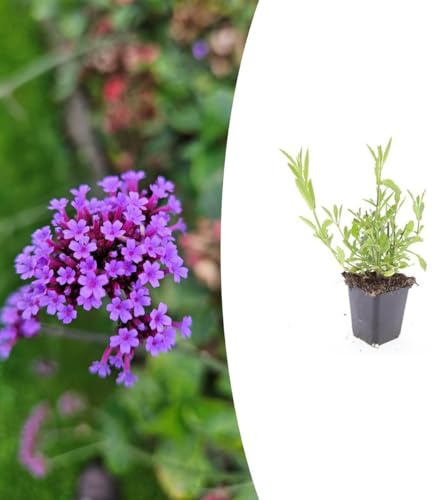Eisenkraut (Verbena bonariensis) | 24 Stück - 10-25cm - Ø9cm - Gartenpflanze