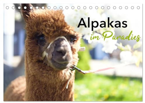 Alpakas im Paradies (Tischkalender 2026 DIN A5 quer), CALVENDO Monatskalender: glückliche Alpakas in idyllischer Umgebung (CALVENDO Tiere)