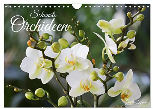 Schönste Orchideen (Wandkalender 2026 DIN A4 quer), CALVENDO Monatskalender: Fantastische Orchideenblüten, gelungen in Szene gesetzt (CALVENDO Natur)