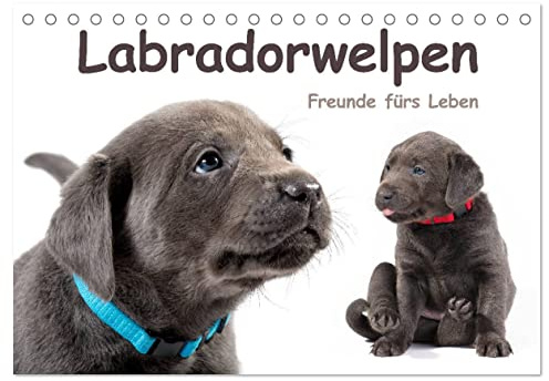 Labradorwelpen - Freunde fürs Leben (Tischkalender 2026 DIN A5 quer), CALVENDO Monatskalender: Lustige Hundebabys, die Hundeliebhabern das ganze Jahr über Freude bereiten (CALVENDO Tiere)