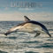 Dolphins – Delfine – Delphine 2023 – 16-Monatskalender: Original The Gifted Stationery Co. Ltd [Mehrsprachig] [Kalender] (Wall-Kalender)