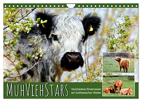 MuhViehStars (Wandkalender 2026 DIN A4 quer), CALVENDO Monatskalender: Verschiedene Rinderrassen auf nordhessischen Weiden (CALVENDO Tiere)