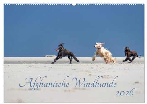 AFGHANISCHE WINDHUNDE 2026 (Wandkalender 2026 DIN A2 quer), CALVENDO Monatskalender: Sie sind schnell, stolz und wunderschön - Afghanische Windhunde! (CALVENDO Tiere)