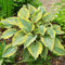COOTO Garten Funkien Pflanze - Rhizome Hosta Alvatine Taylor – Blumen Deko für Garten und Balkon – Garten Samen – Winterharte Gartenpflanzen für Viele Jahre – Funkien Hosta Plants
