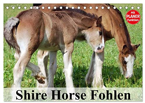 Shire Horse Fohlen (Tischkalender 2025 DIN A5 quer), CALVENDO Monatskalender