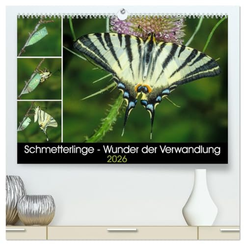 Schmetterlinge - Wunder der Verwandlung (hochwertiger Premium Wandkalender 2026 DIN A2 quer), Kunstdruck in Hochglanz: Einheimische Schmetterlinge und ... ihrer Metamorphose. (CALVENDO Tiere)