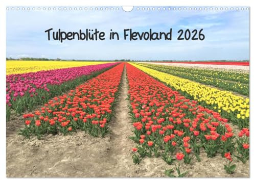 Tulpenblüte in Flevoland 2026 (Wandkalender 2026 DIN A3 quer), CALVENDO Monatskalender (CALVENDO Orte)
