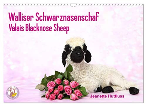 Walliser Schwarznasenschaf Valais Blacknose Sheep (Wandkalender 2026 DIN A3 quer), CALVENDO Monatskalender: 12 niedliche Fotos von Paulchen dem ... begleiten Sie durch´s Jahr (CALVENDO Tiere)