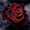 KINGCOO 5D Diamant Malerei Kits, DIY 5D Rosa Blume Vollbohrer Krystal Strass Painting Diamont Stickerei Gemälde für Wand Décor,30X30CM (Rose)