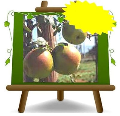 EURO PLANTS VIVAI Melo Appia Pianta di Frutto Antico Altezza 150~170 cm Età 2 Anni Vaso 20 cm