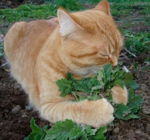 Catnip Nepeta Cataria (crescere il proprio piacere gatto) 250 semi