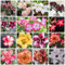 15 Pcs Wüstenrose Samen Mix, Sukkulenten Samen, Bodendecker Winterhart Mehrjährig, Blumen Samen (Adenium Obesum) Samen Winterhart, Blumensamen Gastgeschenk Herbstpflanzen Winterhart