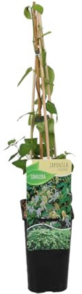Bloomique - Lonicera Heckrottii Halliana - Japanisches Geißblatt - Weiß, Gelb - Kletterpflanzen - Gartenpflanzen - Winterhart - Topf 15 cm - 70-80 cm hoch