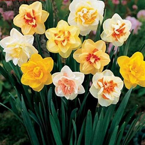 400 Pièces Mélange de Graines de Jonquille de Couleur, Graine Fleurs à Semer, Graines de Fleurs de Jonquille Croissance Rapide, Semences de Fleurs pour Le Jardin, Facile à Planter