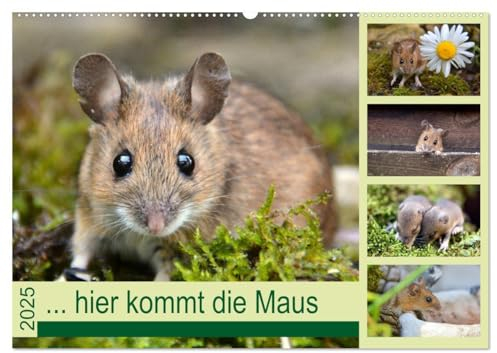 ... hier kommt die Maus ... (Wandkalender 2025 DIN A2 quer), CALVENDO Monatskalender: Zauberhafte Bilder einer kleinen Maus (CALVENDO Tiere)